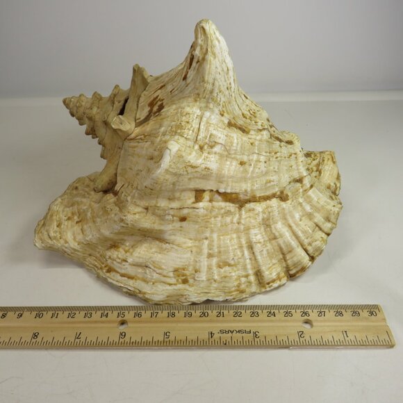 Large Real Conch Sea Shell 9x8" 6" tall has some chips Warm Tan - Picture 2 of 13